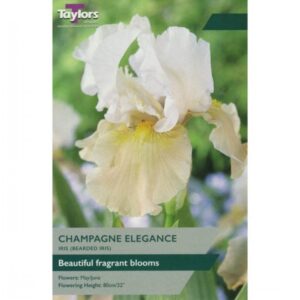 1 Iris Champagne Elegance I