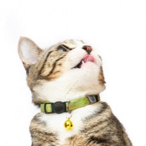 Cat Collar Adjustable Safety Snap Clip Grn
