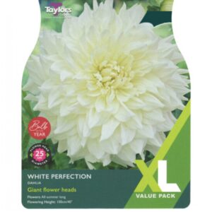 2 Dahlia White Perfection