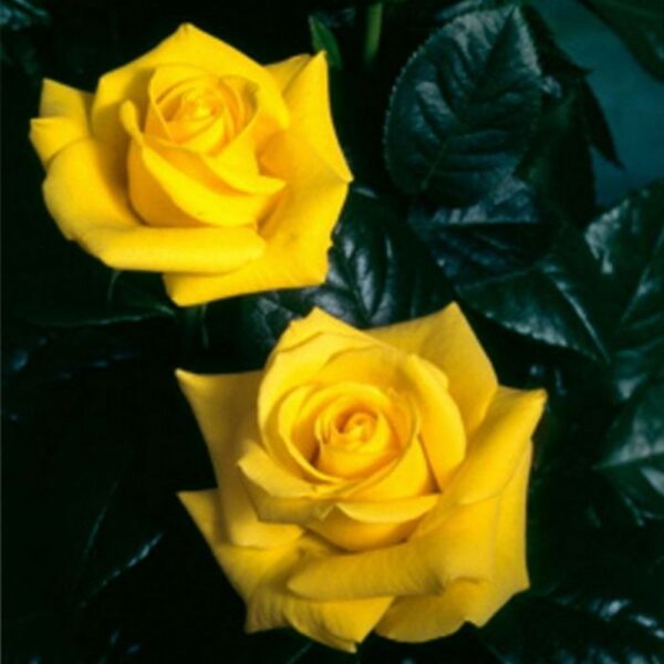 BUSH ROSE LET'S CELEBRATE - Image 4