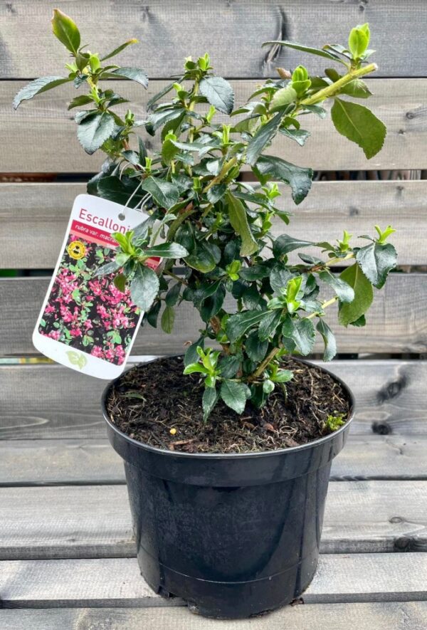 Escallonia Macrantha 3L