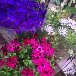 Senetti 2L