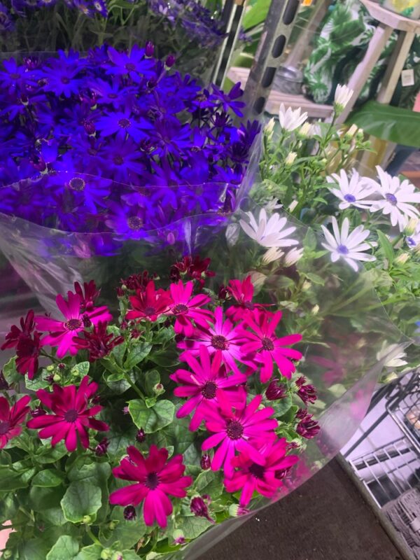 Senetti 2L