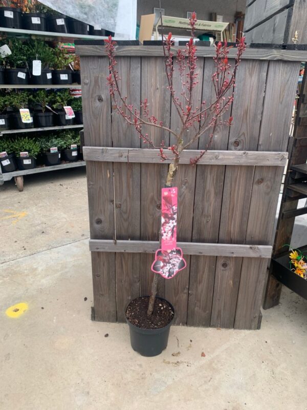 Prunus Yedoensis Ivensii 60cm