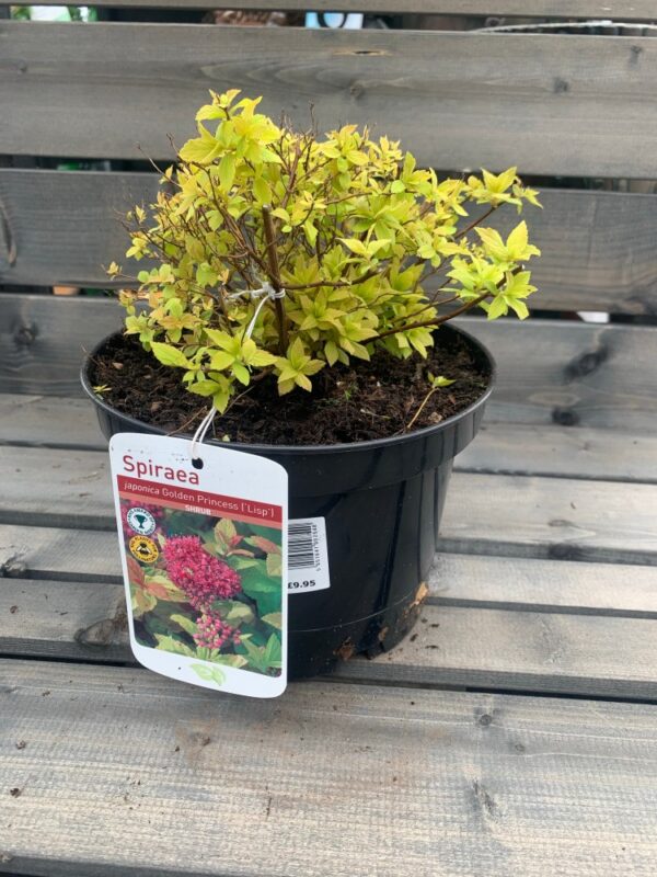 Spiraea Snowmound 3L