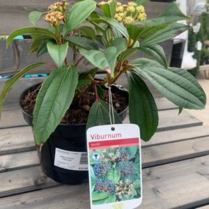 Viburnum Davidii 3L