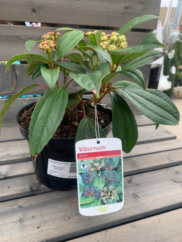 Viburnum Davidii 3L
