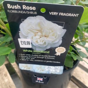 BUSH ROSE LET'S CELEBRATE