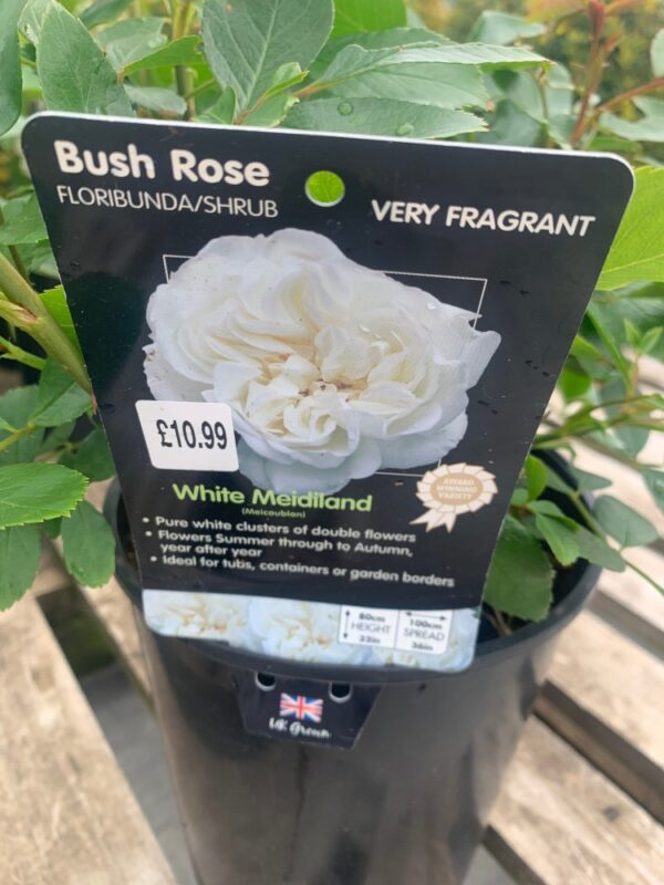 BUSH ROSE LET'S CELEBRATE