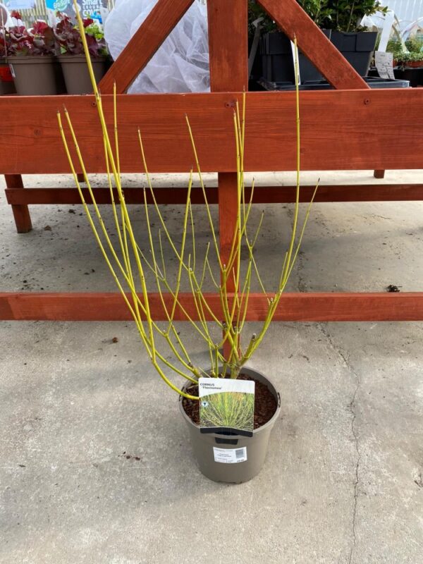 Cornus Flaviramea 3L