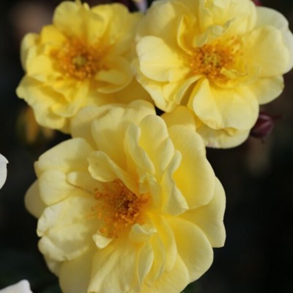 BUSH ROSE LET'S CELEBRATE - Image 3