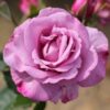 BUSH ROSE LET'S CELEBRATE - Image 14