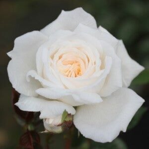 PATIO ROSE SCARLET PATIO