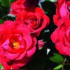 BUSH ROSE LET'S CELEBRATE - Image 7