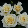 BUSH ROSE LET'S CELEBRATE - Image 5
