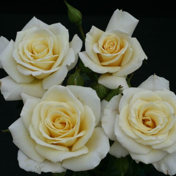 BUSH ROSE LET'S CELEBRATE - Image 5