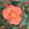 BUSH ROSE LET'S CELEBRATE - Image 6