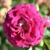 BUSH ROSE LET'S CELEBRATE - Image 10