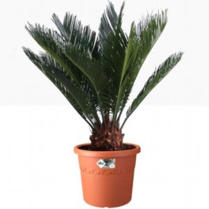 ALGARVE CILINDRO WHEELS Terracotta 48CM