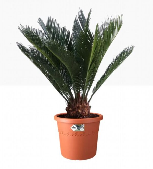 ALGARVE CILINDRO Terracotta 25cm