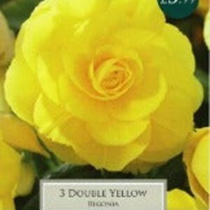3 BEGONIA DOUBLE MIX 5-6