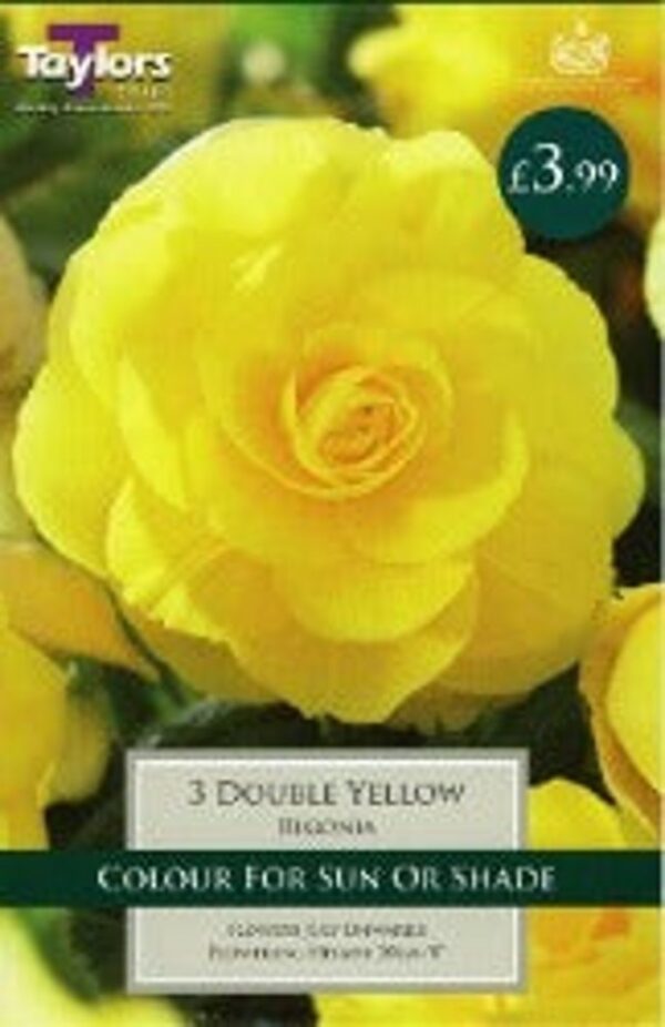 3 BEGONIA YELLOW DOUBLE 6-7