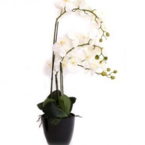 75Cm White Rchid With 3 Stems