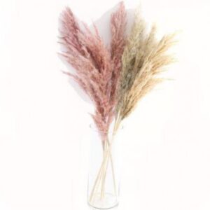 75Cm 4Pk Dried Pampas Grass