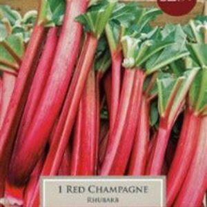 RHUBARB RED CHAMPAGNE P/P