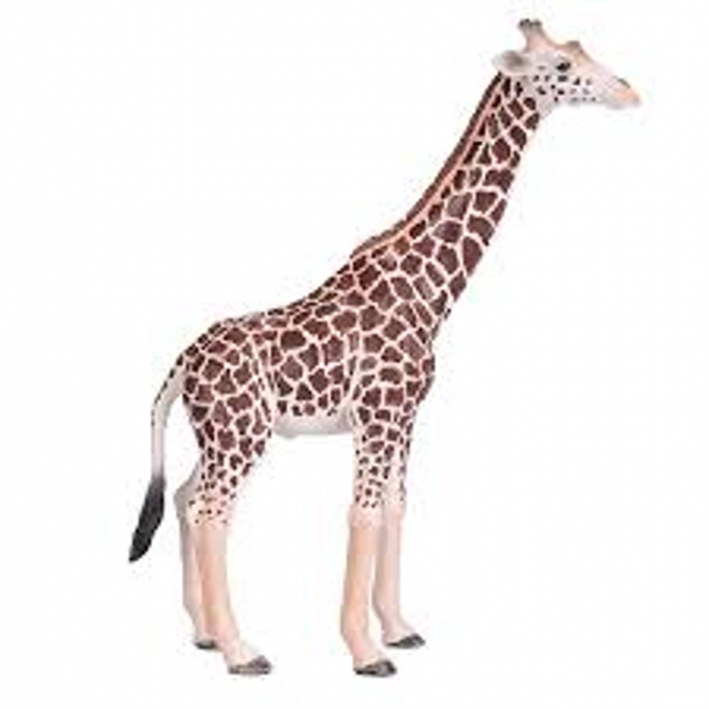Giraffe Male