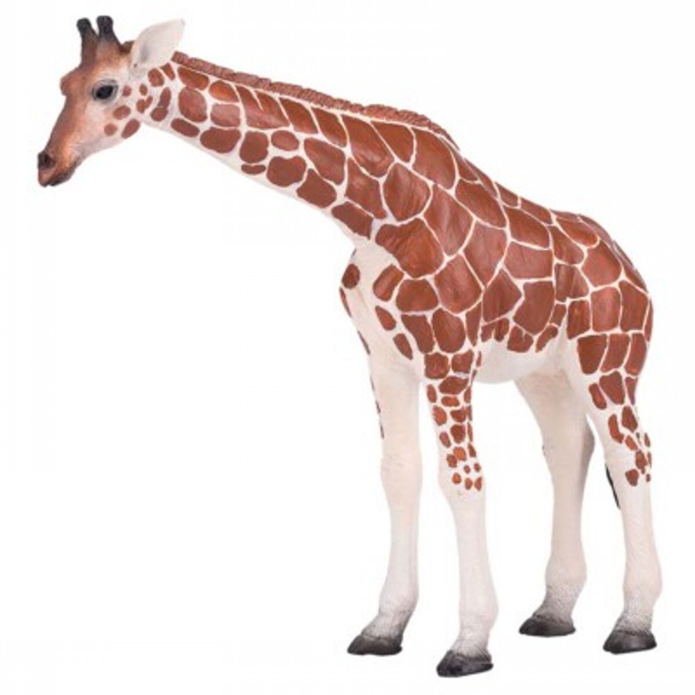 Giraffe Female