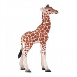 Giraffe Calf
