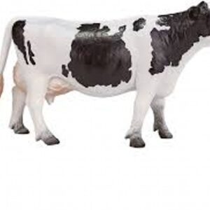 Holstein Cow