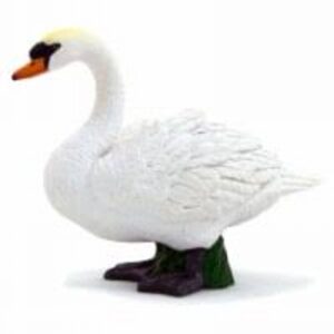 Mute Swan