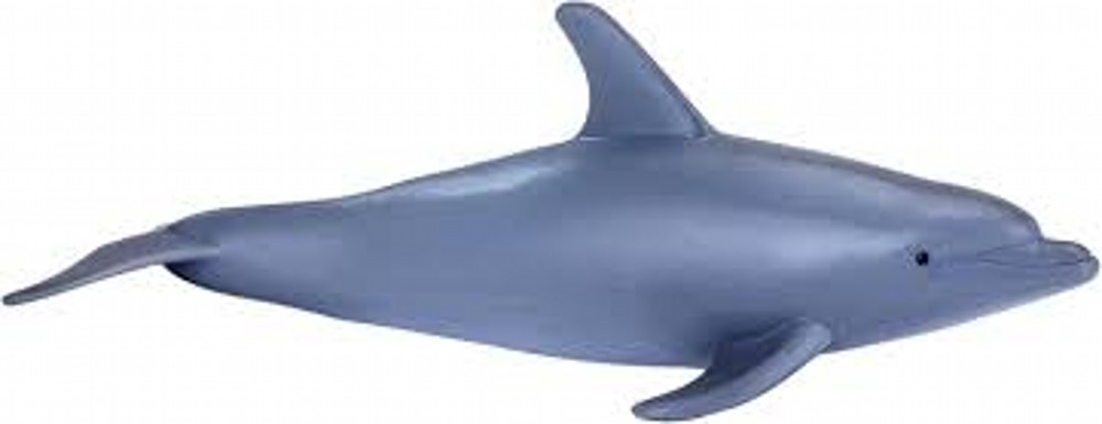 Bottlenose Dolphin