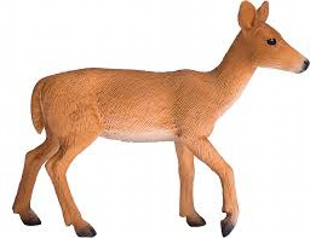 White Tailed Deer Doe