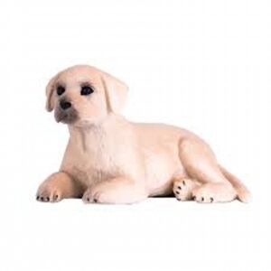 Labrador Puppy