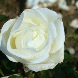 Silver Anniversary 3L Bush