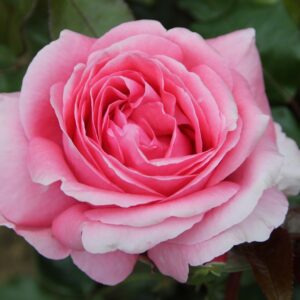 Special Anniversary 3L Bush