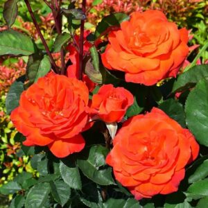 Super Trouper 3L Bush