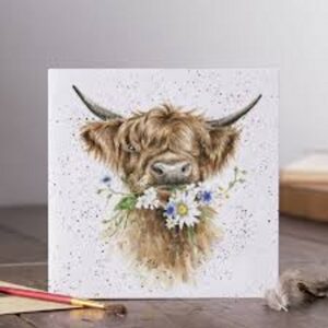 Daisy Cow