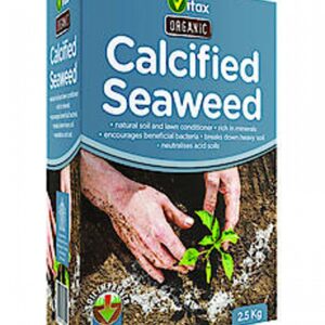 Calcified Seaweed