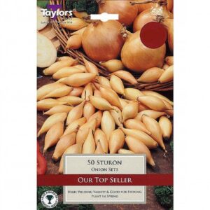 SHALLOT YELLOW MOON 7-13 P/P