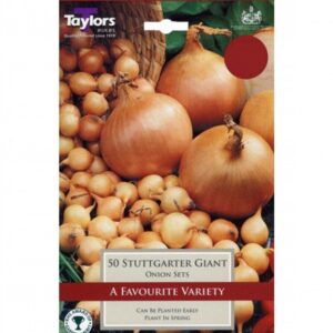 ONION STUTTGARTER GIANT. 14-21 P/P