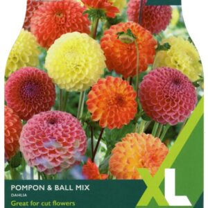 DAHLIA POMPON & BALL MIXED I XL