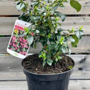 Escallonia Macrantha 3L