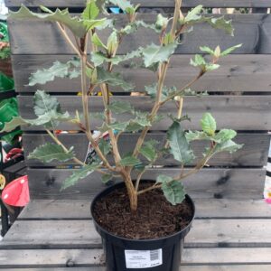 Olearia macrodonta