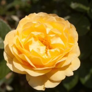 A WHITER SHADE OF PALE