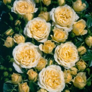 PATIO ROSE DESIGNER SUNSET