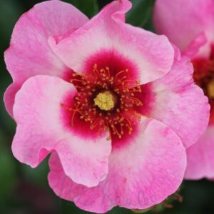 Bright As A Button 3L Bush